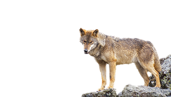 Lobo en su hábitat